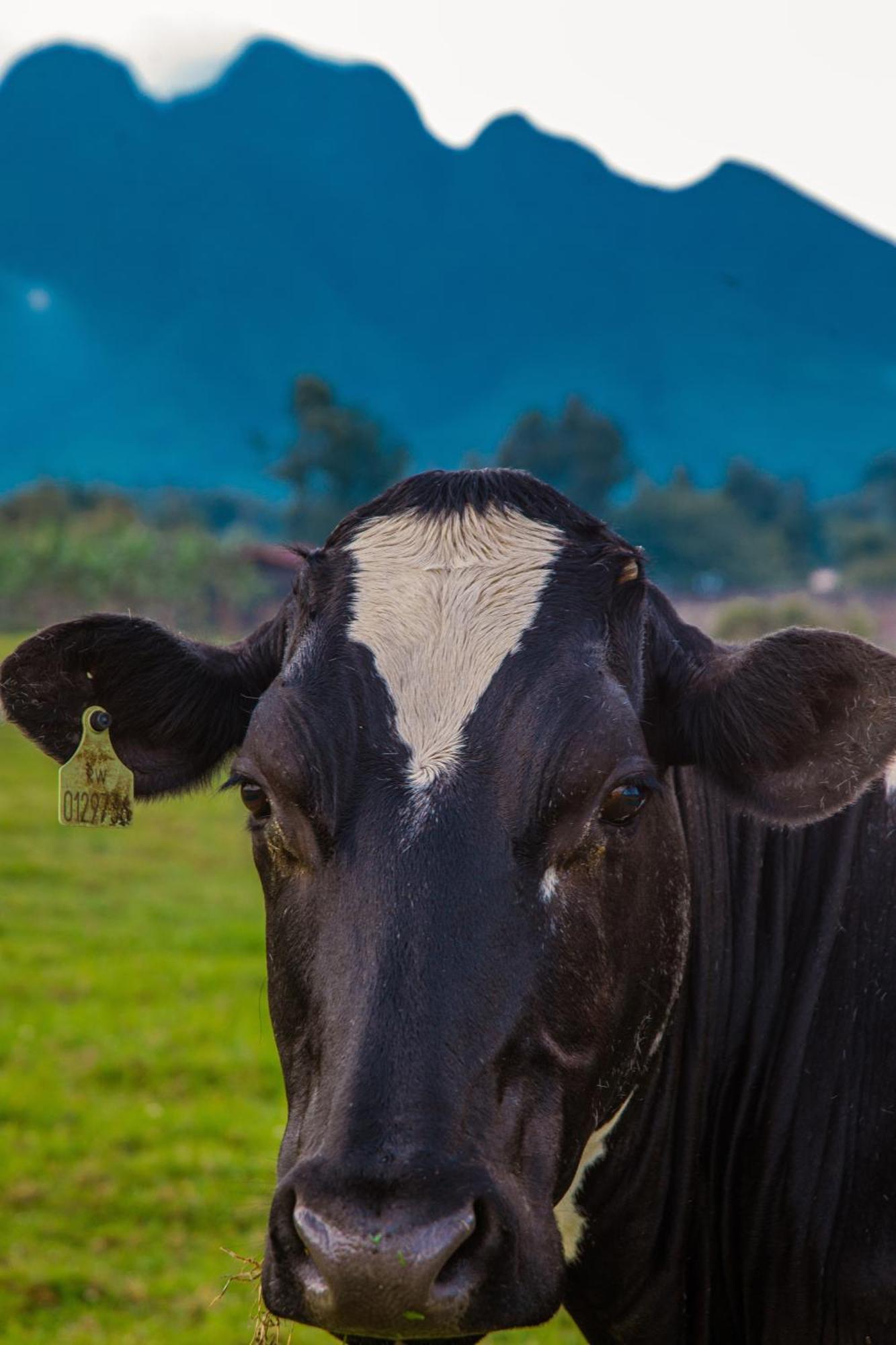 Foothills Farmhouse Musanze, Rwanda Kinigi エクステリア 写真